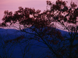 Silhouetted Tree  and Sunset over the Blue Ridge Mountains