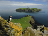 jim-richardson-the-shaint-islands-are-breeding-grounds-for-puffins-and-razorbills.jpg