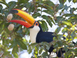Toco Toucan  Ramphastos Toco  Eating Palm Nuts