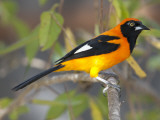 An Orange-Backed Troupial  Icterus Croconotus  on a Branch