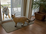 A Dog and a Cat View One Another Through a Sliding Glass Door