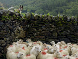 A Flock of Sheep with Dye Markings in a Pen and a Shepherd Dog
