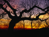 Sunset Through Silhouetted Oak Trees