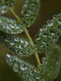 Dew Covered Leaves in the Kronotsky Nature Reserve