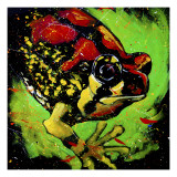 Rainbow Frog