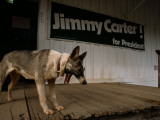 A Dog on the Porch of a Building with a Jimmy Carter Campaign Sign