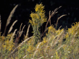 Goldenrod Flowers and Prairie Grass
