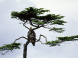 Young Bald Eagle Perched in Hemlock  Gwaii Haanas  Queen Charlotte Island