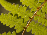 Close Up of Fern Plants Shot Near Cooks Meadow in Yosemite Valley