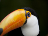 Close-Up of a Toco Toucan  Ramphastos Toco
