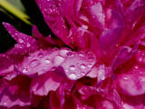 Close View of Pink Peony Covered with Water Drops