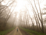 A Girl on an Alder Tree-Lined Roadway  Alnus Rubra Bong