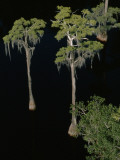 Spanish Moss Drips from Trees in the Suwannee River
