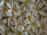 A Flower Arrangement in a Luxury Hotel
