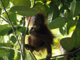 A Baby Orangutan  Pongo Pygmaeus  in a Tree