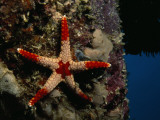 A Red-Tipped Sea Star  Fromia Monilis