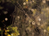 A Spider Sitting in the Middle of it's Orb Web
