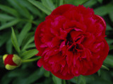 Close Up of a Peony Flower