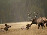 Bull Elk Nuzzles a Cow in Yellowstone's Elk Park  a Meadow Near the Gibbon River