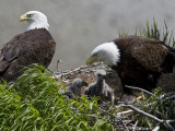 American Bald Eagles  Haliaeetus Leucocephalus  in Nest with Young