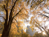 California Black Oak Trees in Yosemite Valley Shot in Autumn