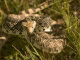 A Bull Snake Hides in the Little Missouri National Grasslands