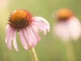 Close Up of Purple Coneflower Plants Shot in the Grasslands