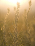 Close Up of Sage Plants Shot in Late Afternoon in the Grasslands