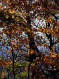 Maple Tree in Autumn Hues