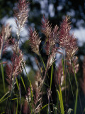 Close Up of Pampas Grass Seed Heads