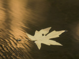 A Bigleaf Maple Leaf Floats Down the Merced River at Sunset in Autumn