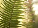 A Common Sword Fern  Polystichum Munitum