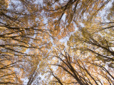 California Black Oak Trees in Yosemite Valley Shot in Autumn