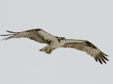 An Osprey in Flight
