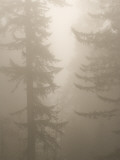 Coast Redwood Trees  Sequoia Sempervirens  in Fog