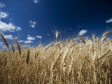 Wheat Grows Throughout Montana Detail of Wheat with Blue Sky Overhead