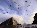 Cloud Covers a Sea Bird Rookery High on a Sea Stack Cliff