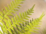 Common Sword Fern Fronds  Polystichum Munitum