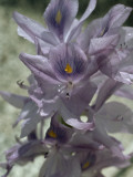 Close Up of Pale Purple Irises with Dewdrops