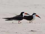 A Pair of Black Skimmers  Rhynchops Niger  Walking in the Sand
