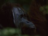 Close View of Face of Adult Male Orangutan  Pongo Pygmaeus