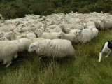 A Shepherd Dog at Work Herding a Flock of Sheep