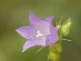 Close Up of Dew Drops on a Bluebell Flower Shot in the Grasslands