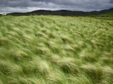 Marram Beach Grass Blowing on the Coast of the Isle of Lewis