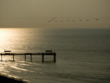 A Flock of Pelicans Fly Near a Pier in Gulf Shores