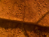 Magnification of Dew Drops Lying on Pacific Dogwood Leaves
