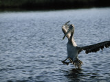 A Pelican Comes in for a Landing