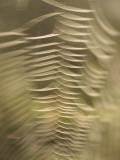 Backlit View of Part of a Spider Web