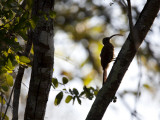 Red-Billed Scythebill  Campylorhamphus Trochilirostris  on Tree Limb