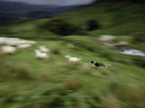 A Time Exposure of a Sheep Dog Herding Sheep